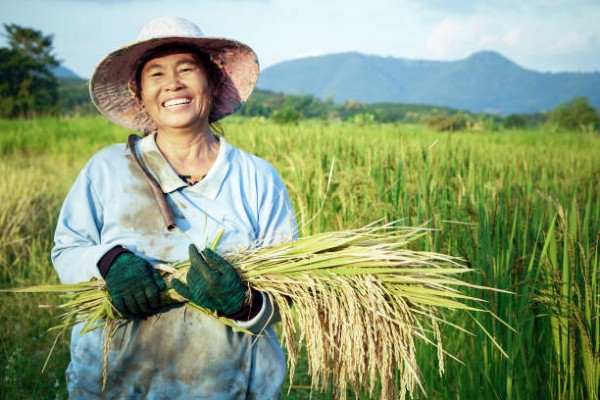 Gạo ST25 được trồng phổ biến ở vùng ĐBSCL