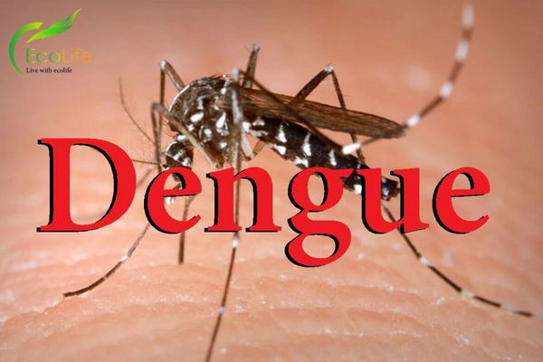 sot-xuat-huyet-do-virus-dengue-gay-ra