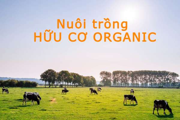 HCM - Thực phẩm hữu cơ Organic là gì? Sua-huu-co-1