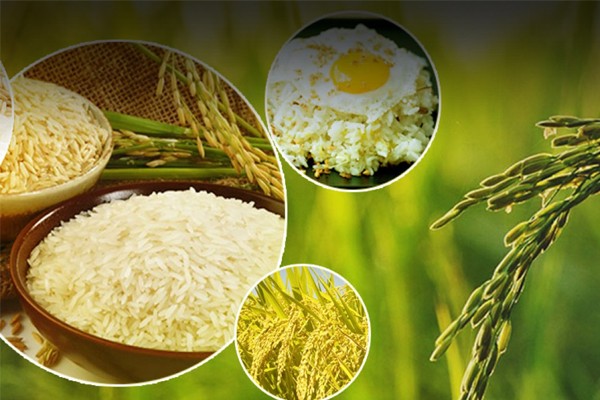 Đại lý gạo EcoLife chuyên cung cấp gạo ngon chất lượng