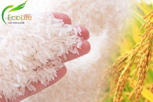 Đại lý gạo EcoLife cung cấp gạo sạch, giá tốt 