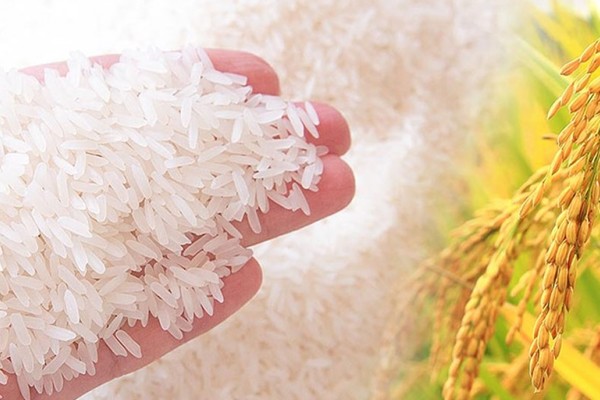 Đại lý gạo EcoLife chuyên cung cấp gạo ngon, giá rẻ