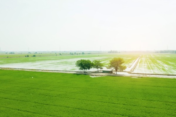 Gạo sạch được trông tại các vùng không bị ô nhiễm