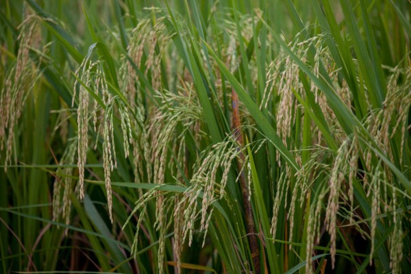 Gạo được thu mua trực tiếp từ các cánh đồng