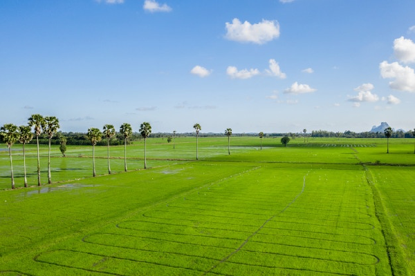 Mở rộng quy mô sản xuất gạo ST25 ngon nhất thế giới