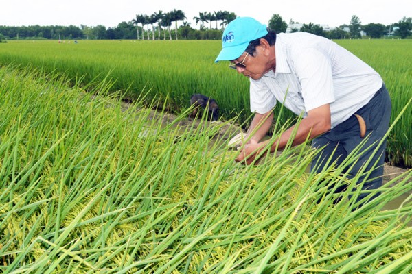 Kỹ sư Hồ Quang Cua - cha đẻ giống gạo ngon nhất thế giới