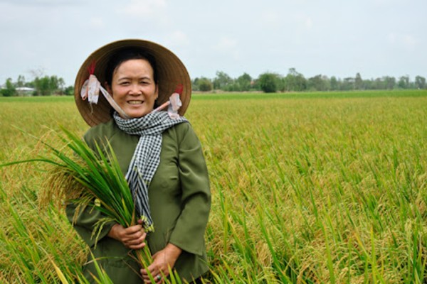 Mở rộng quy mô sản xuất gạo ST25