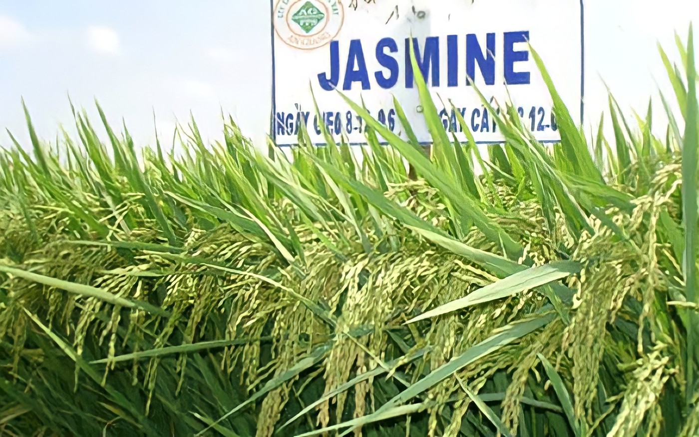 Gạo Jasmine túi 5kg | CÔNG TY TNHH LÂM HẢI AN - sữa Aptamil