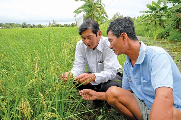 Kỹ sư Hồ Quang Cua - cha đẻ của giống lúa ST