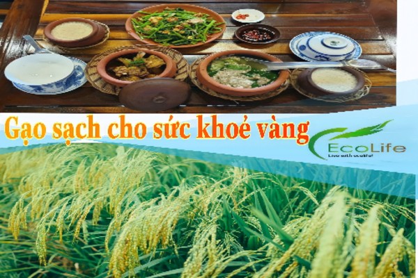 Tổng đại lý gạo ST25 miền Bắc cung cấp gạo sạch online