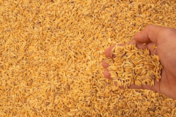Với việc áp dụng công nghệ hiện đại vào trong quá trình chế biến, đại lý gạo EcoLife luôn mang đến những sản phẩm chất lượng, đảm bảo vệ sinh an toàn thực phẩm cho người tiêu dùng.