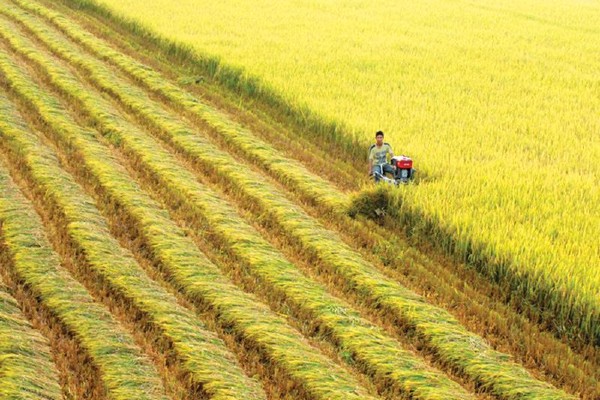 Lúa được thu mua trực tiếp từ các hộ nông dân ở vùng Đồng Bằng Sông Cửu Long