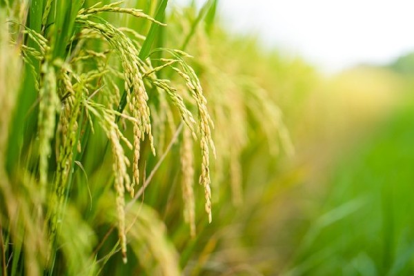 Gạo ST25 ngon nhất thế giới được sản xuất từ giống lúa cao sản, thân cao, cứng cáp với khả năng chống chịu sâu bệnh cao, chịu mặn, chịu phèn tốt.
