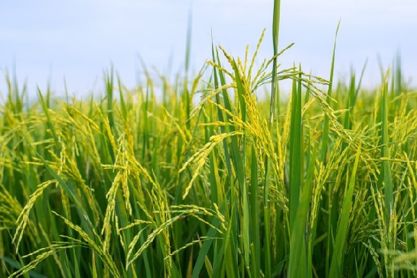 Cam kết đam bảo chất lượng hạt gạo Việt Nam ngon nhất thế giới