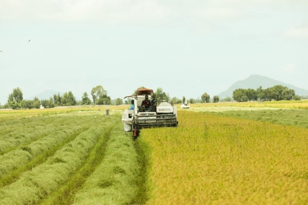 Đại lý gạo giao nhanh tại Thanh Xuân cung cấp các sản phẩm rõ nguồn gốc, đảm bảo vệ sinh an toàn thực phẩm