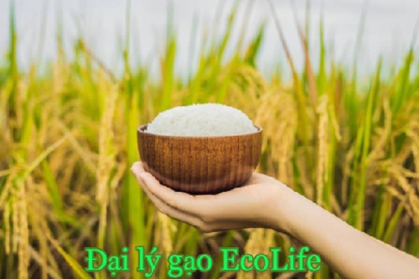 Các sản phẩm gạo tại EcoLife được mua trực tiếp tại các cánh đồng lúa, sản xuất với dây chuyền hiện đại giúp đảm bảo đầy đủ các tiêu chuẩn nghiêm ngặt của chất lượng gạo sạch.