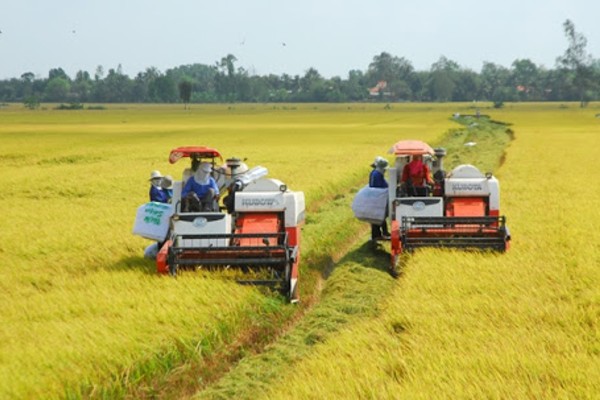 Gạo được thu mua từ vùng ĐB SCL có nguồn gốc xuất xứ rõ ràng