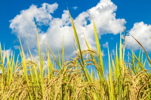Đại lý gạo quận 2 tuyển chọn từ những cách đồng phù sa, cho chất lượng hạt gạo giàu dinh dưỡng
