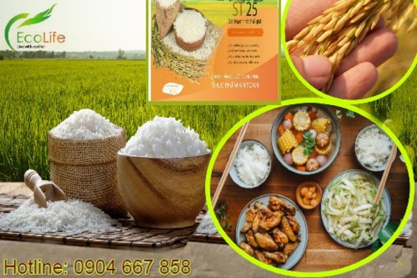 Đại lý gạo ST25 tại Hà Nội cung cấp gạo ngon giá rẻ