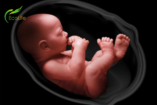 Em bé làm gì trong bụng mẹ? Dấu hiệu nhận biết thai nhi khỏe mạnh? 