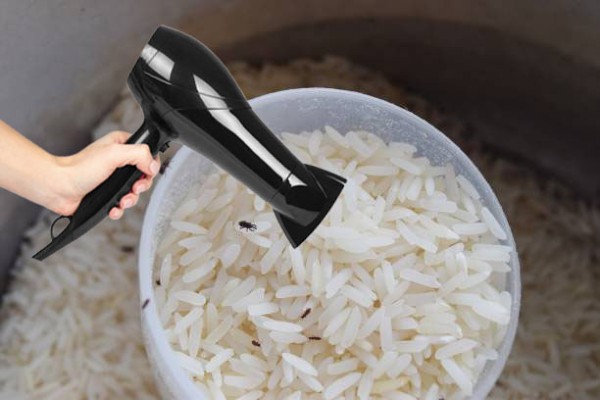 Dùng máy sấy để xử lý gạo bị mọt